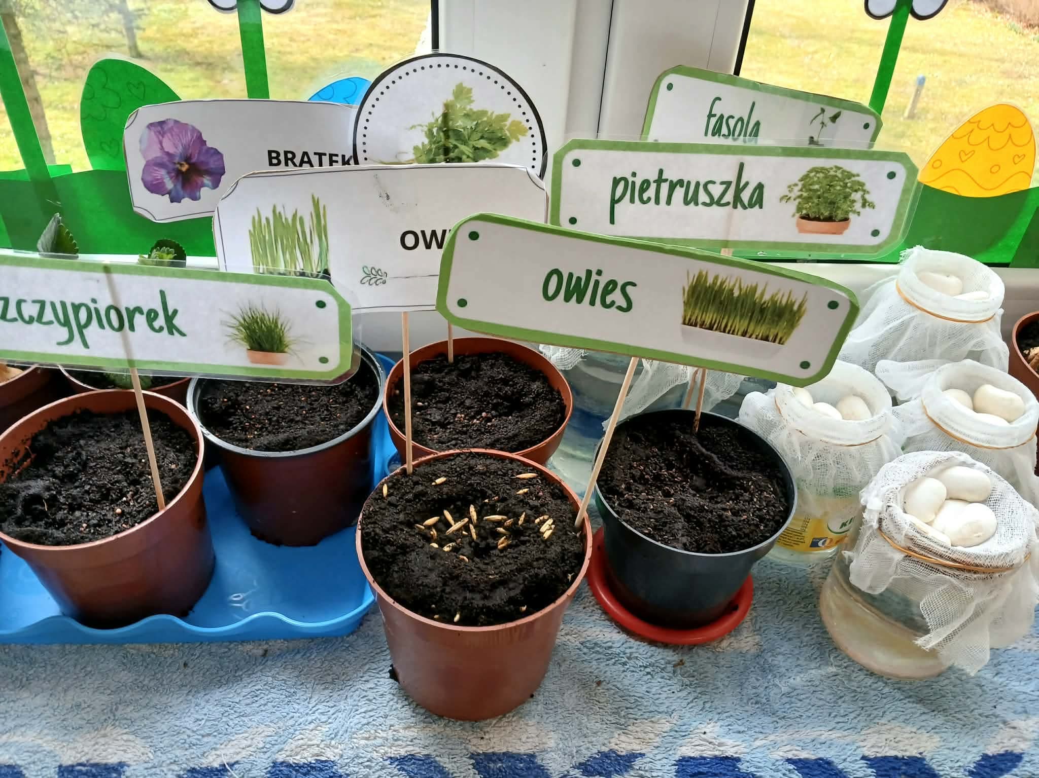 Biedroneczki w ogrodzie!